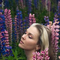 люпины :: Ольга Зинченко