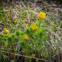 Адонис весенний. :: Алексей Трухин Адонис весенний. :: Алексей Трухин