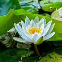 Белоснежная кувшинка :: Варвара Белоснежная кувшинка :: Варвара