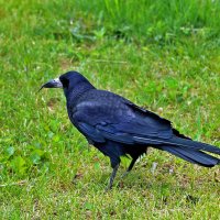 Красавец грач :: Светлана 