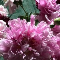 Время пионов :: Татьяна Юрасова