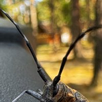 Жук :: Sergey Xranitel