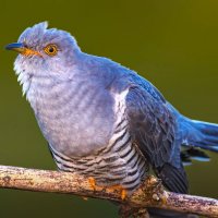 Обыкновенная кукушка :: Aleksey Afonin