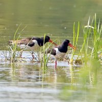 кулики-сороки :: Светлана кулики-сороки :: Светлана