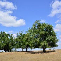 **** :: Виктор 