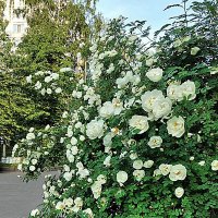 Белый шиповник :: Алевтина 