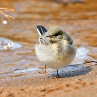 ** :: Александр Зуев ** :: Александр Зуев