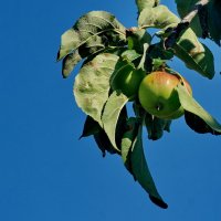 Кубанские яблоки... :: Николай Саржанов