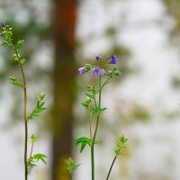 Синюха ползучая :: Татьяна Тюменка
