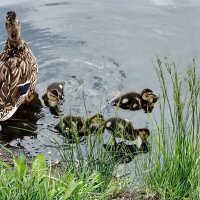 Мама-утка :: Надежда Мама-утка :: Надежда