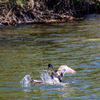 Разминка :: Светлана SvetNika17 Разминка :: Светлана SvetNika17