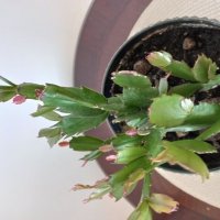 Декабрист :: Svetlana 