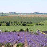 лавандовая ферма :: Светлана Баталий лавандовая ферма :: Светлана Баталий