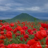 маки Ставрополья :: Александр Богатырёв маки Ставрополья :: Александр Богатырёв