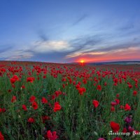 маки Ставрополья :: Александр Богатырёв