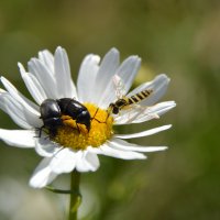Время обеда....кто впред... :: Надежда Куркина 