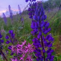 Люпин :: Сапсан 