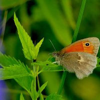 из снятого вчера 2 :: Александр Прокудин из снятого вчера 2 :: Александр Прокудин