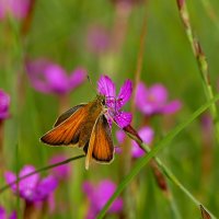 из снятого вчера 5 :: Александр Прокудин из снятого вчера 5 :: Александр Прокудин