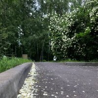 Дорога вымощенная лепестками…) :: Любовь 