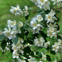 Жасминовая гроздь. :: Любовь Жасминовая гроздь. :: Любовь