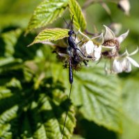 Оса "хвостатая"! :: Вадим Басов