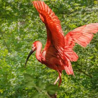 Ибис алый :: SanSan 