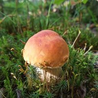 Малыш. :: Ирина *