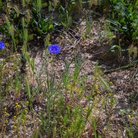 Васильки :: Анатолий Чикчирный Васильки :: Анатолий Чикчирный