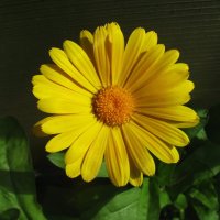 Солнышко :: Людмила Смородинская