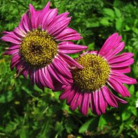 Пиретрум :: Людмила Смородинская