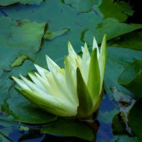 Белая лилия :: Валентин Семчишин