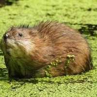 Ондатра :: Лина 