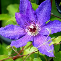 Клематис - украшение сада :: Татьяна Лютаева