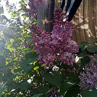 Цвет весны. :: Владимир Драгунский