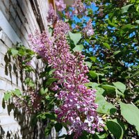 Цвет весны. :: Владимир Драгунский