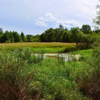 Ядрин. Болото в пойме реки Суры. :: Пётр Чернега