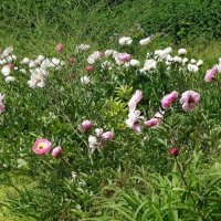 Пионы :: Рита Симонова