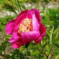 Пион :: Рита Симонова