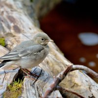 ***** :: Александр Зуев