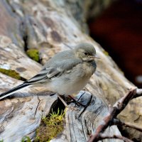 * :: Александр Зуев