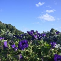 Лето) :: Митяй Митрич