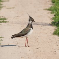 Чибис :: Александр 