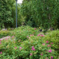 В сквере отдыха :: Александр Синдерёв