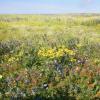 Цветущая степь :: Галина Ильясова Цветущая степь :: Галина Ильясова