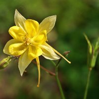 Золотая аквилегия :: Светлана 