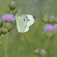 *** :: Надежда Куркина *** :: Надежда Куркина