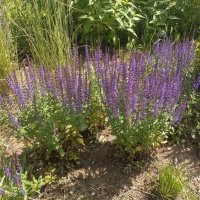 на городской клумбе :: BoxerMak Mak на городской клумбе :: BoxerMak Mak