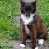 Кузьмич зевает :: Антонина Гугаева