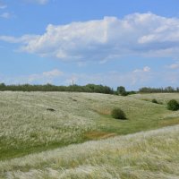 Ковыль. :: Виктор 